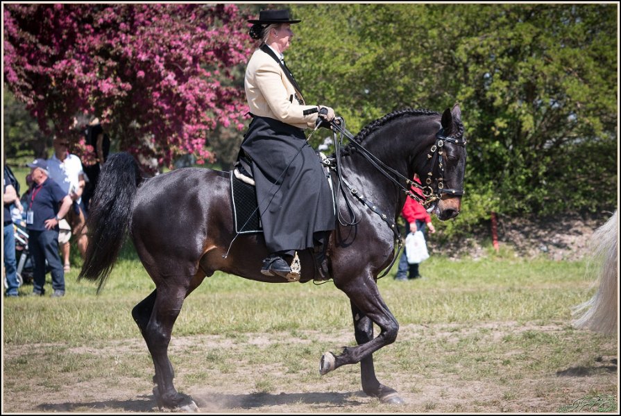 Pferd International 047